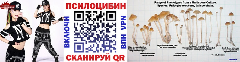 Псилоцибиновые грибы Psilocybine cubensis Няндома